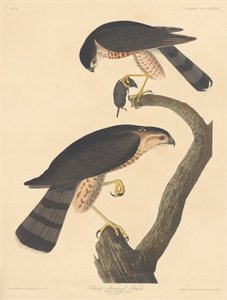 Skarpskinnad Hawk av Robert Havell after John James Audubon