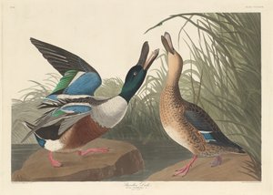 Shovel Duck av Robert Havell after John James Audubon