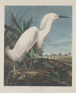 Snowy Heron, eller White Egret