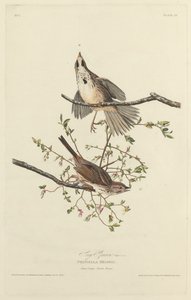Låten Sparrow av Robert Havell after John James Audubon