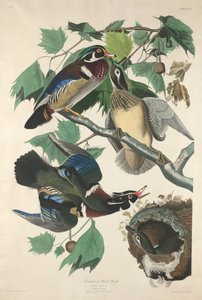 Sommar eller Wood Duck