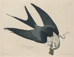 Svalstjärtad hök av Robert Havell after John James Audubon