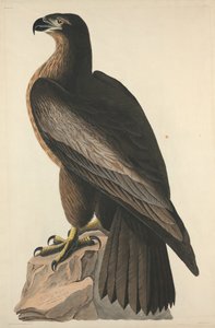 The Bird of Washington eller Great American Sea Eagle av Robert Havell after John James Audubon