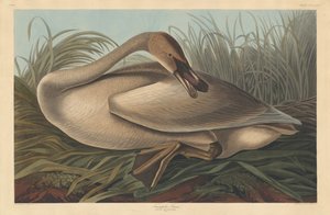 Trumpetare Swan av Robert Havell after John James Audubon