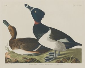 Vigg av Robert Havell after John James Audubon