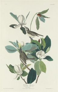 Warbling flugsnappare av Robert Havell after John James Audubon