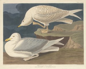 Vitvingad silvermås av Robert Havell after John James Audubon