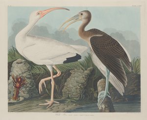 Vit Ibis av Robert Havell after John James Audubon