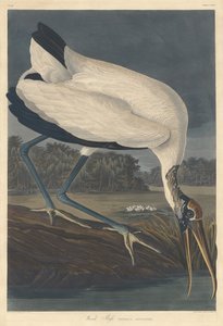 Trä Ibis av Robert Havell after John James Audubon