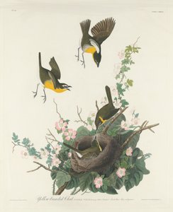 Gulbröst chatt av Robert Havell after John James Audubon