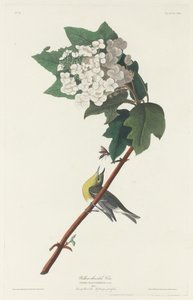 Gulstrupig Vireo av Robert Havell after John James Audubon
