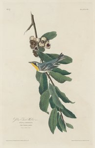 Gulstrupsångare av Robert Havell after John James Audubon