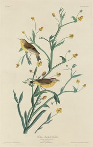 Gul rödsångare av Robert Havell after John James Audubon