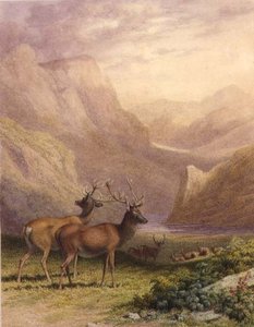 Hjortar i högländerna av Robert Hills