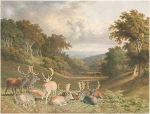 Hjortar i Knole Park, Kent av Robert Hills
