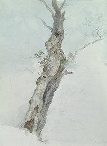 Utafiti wa Miti, c.1800-05 (wc juu ya grafiti kwenye karatasi)swed av Robert Hills
