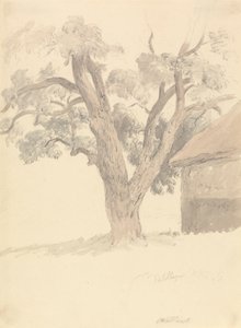 Valnötsträd av Robert Hills