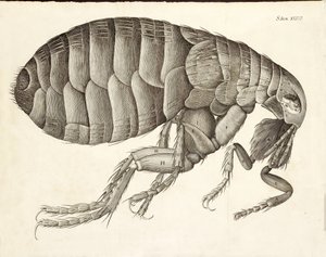 Tvärsnitt av en loppa från Micrographia, pub. 1665 av Robert Hooke