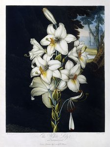 Den vita liljan av Robert John (after) Thornton