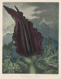 The Dragon Arum, Black Calla eller Solomons Lily, 1799-1807.