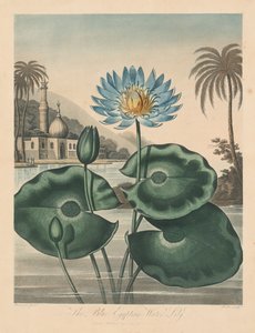 The Temple of Flora, eller Garden of Nature: Blue Egyptian Waterlily, 1804.
