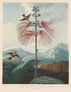 Florans tempel, eller naturens trädgård: stor blommande känslig växt, 1799-1807.