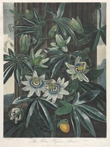 The Temple of Flora, eller Garden of Nature: The Blue Passion Flower, 1800.