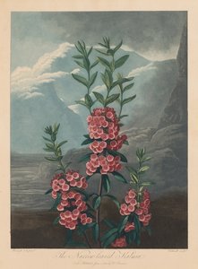 Florans tempel, eller naturens trädgård: Smalbladiga Kalmia, bergslager, 1804.