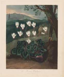Florans tempel, eller naturens trädgård: Den persiska cyklamen, 1799-1807.