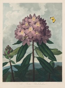Florans tempel, eller naturens trädgård: Pontic Rhododendron, 1799-1807.