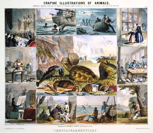 Kräftdjur och reptiler, c1850