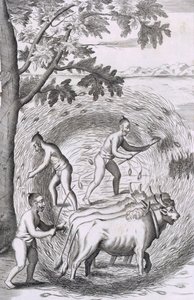 Sättet att trampa ut riset, från An Historical Relation of the Island Ceylon, pub. Gravyr från 1681 av Robert Knox