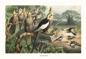 Flock cockatiels, Nymphicus hollandicus, vid ett vattenhål. 1882 (kromolitografi) av Robert Kretschmer
