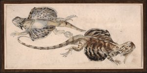 Ödlor (färg litho) av Robert Kretschmer