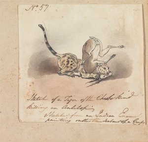 En gepard som dödar en antilop av Robert Mabon