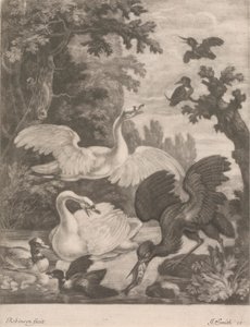 Sjöfågel av Robert Robinson