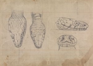 Studie av huvudet av en orm av Robert Smirke