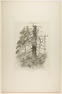 Gamla träd på Naushon Island av Robert Swain Gifford