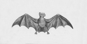 Vampyrfladdermus, c1885, 1890 av Robert Taylor Pritchett