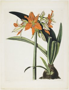 Amaryllis fulgida (Amaryllis fulgida), 1831-34 (akvatint med gravyr, tryckt i färg och handkolorerad)