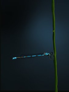 Damselfly, 2022 (digital) av Roberta Murray