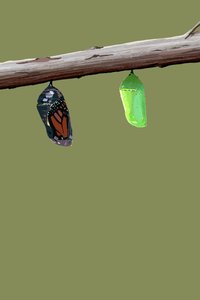 Monarch Cocoons, 2022 (digital) av Roberta Murray