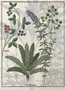 Ormbunkar, odlingar och blommor, illustration från boken om enkla mediciner av Mattheaus Platearius av Robinet Testard