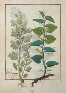 Illustration från The Book of Simple Medicines av Mattheaus Platearius av Robinet Testard