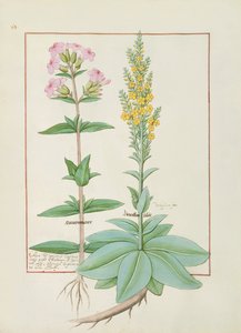 Illustration från boken av enkla mediciner av Mattheaus Platearius av Robinet Testard