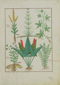Fr. Fv VI #1 fol.125r Övre raden: Majs, Equisetum och Labruscae flos. Nedre raden: Daisy, Jarus och mejram, illustration från The Simple Book of Medicine, av Mattheaus Platearius (d.c.1161) c.1470 av Robinet Testard