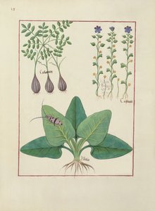 Fr. Fv VI #1 fol. Illustration från Book of Simple Medicines av Mattheaus Platearius (d.c.1161) c.1470 av Robinet Testard