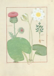 Plymerad tistel, näckros och ricinbönaväxt, illustration från The Book of Simple Medicines, av Matthaeus Platearius av Robinet Testard
