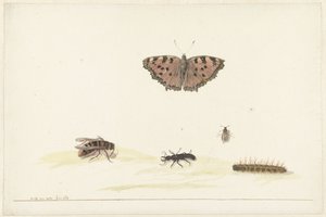 Studieblad med olika insekter av Rochus van Veen