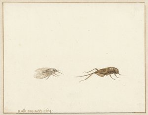 Två insekter av Rochus van Veen